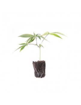 Clon de Hemp Phenotype