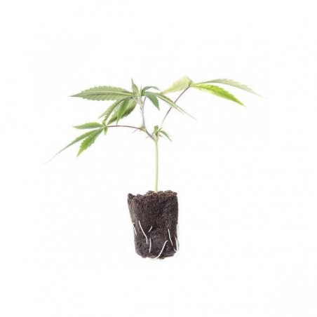 Clon de Hemp Phenotype