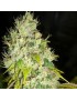 Clone von Sour Skunk CBD