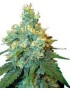 Jack Herer