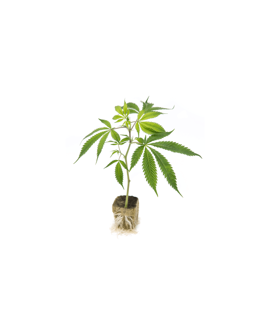 Clone of Papaya Punch