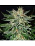 Clone di Sugar Black Rose