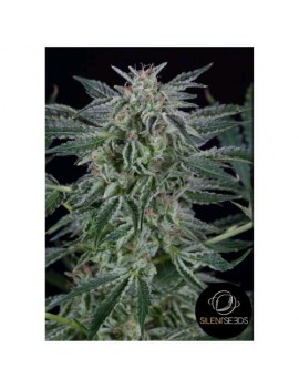 Silent Seeds - Jack Auto...