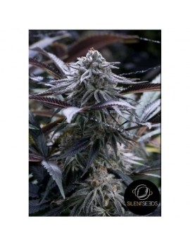 Silent Seeds - Juice Feminized Grape