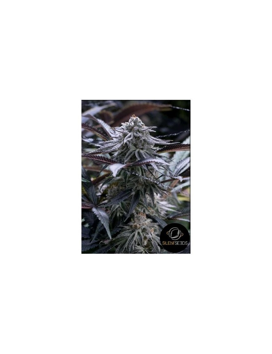 Silent Seeds - Juice Feminized Grape