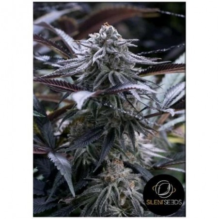 Silent Seeds - Juice Feminized Grape