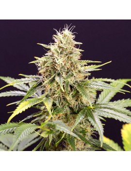 Humboldt Seeds - Chocolate...