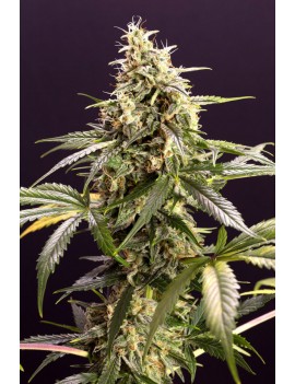 Humboldt Seeds - Chem Bomb...