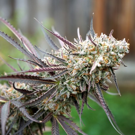 Humboldt Seeds - Ice Cream Cake Fast Flowering