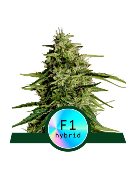 Royal Queen Seeds - Milchstraße F1 - Autoflowering