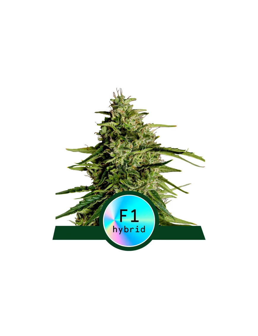 Royal Queen Seeds - Milchstraße F1 - Autoflowering