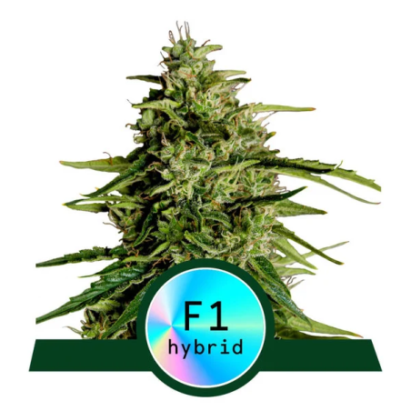 Royal Queen Seeds - Milchstraße F1 - Autoflowering