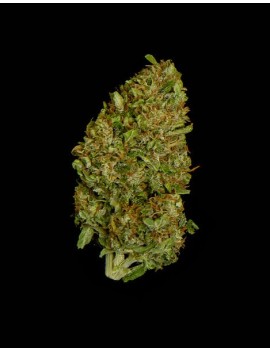 Royal Queen Seeds - Milky Way F1 - Autofiorente