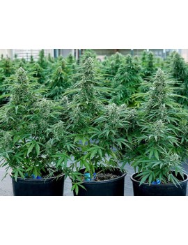 Royal Queen Seeds - Milky Way F1 - Autofiorente