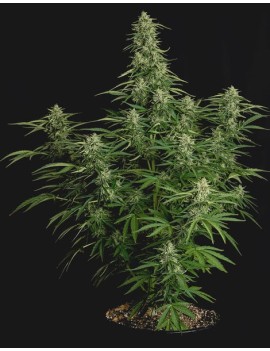 Royal Queen Seeds - Milky Way F1 - Autofiorente