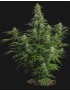 Royal Queen Seeds - Milchstraße F1 - Autoflowering