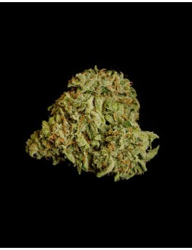 Royal Queen Seeds – Titan F1 – Autoflowering