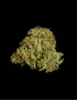 Royal Queen Seeds – Titan F1 – Autoflowering