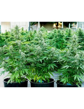 Royal Queen Seeds - Titan F1 - Autofiorente