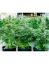 Royal Queen Seeds - Titan F1 - Autofloreciente