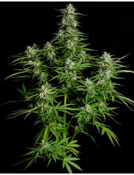 Royal Queen Seeds - Titan F1 - Autofiorente