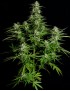 Royal Queen Seeds - Titan F1 - Autofiorente