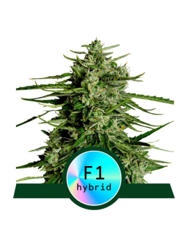 Royal Queen Seeds - Titan F1 - Autofloreciente