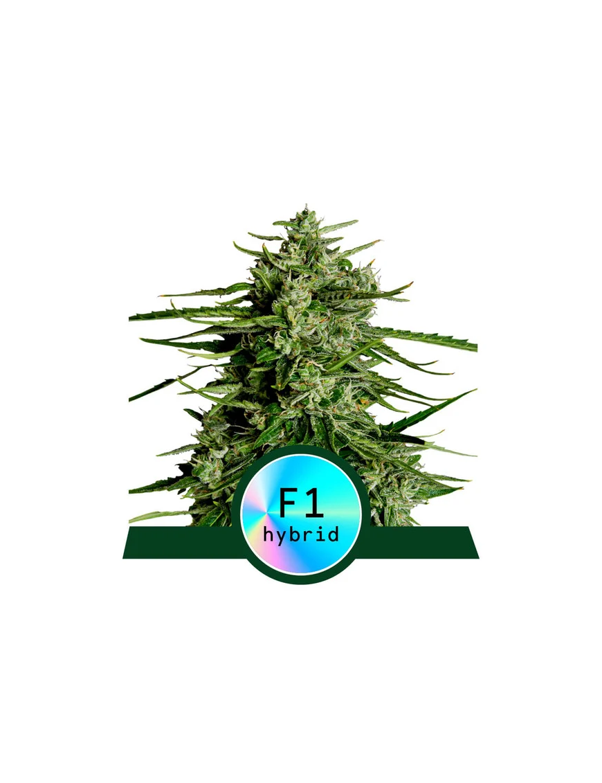 Royal Queen Seeds - Titan F1 - Autofiorente