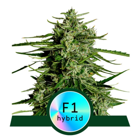 Royal Queen Seeds - Titan F1 - Autofiorente