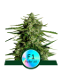 Royal Queen Seeds – Titan F1 – Autoflowering