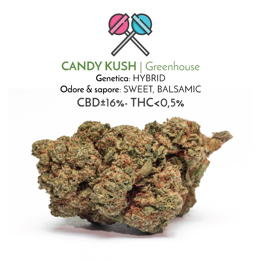 Candy Kush light cannabis flowers with CBD