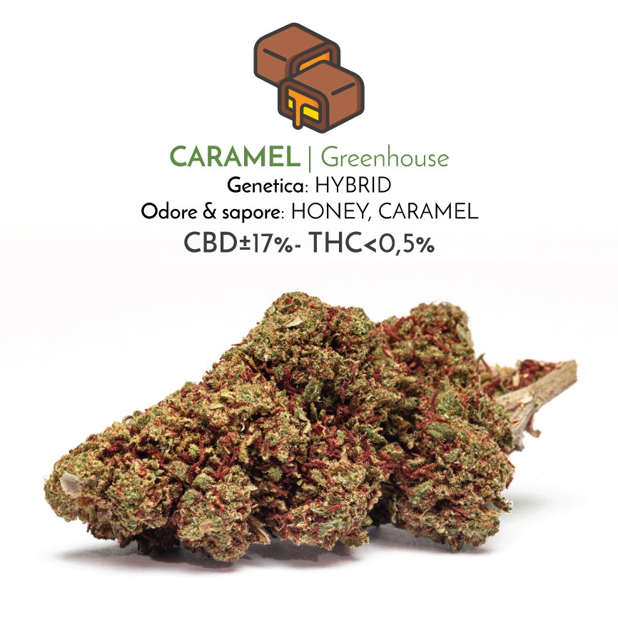 Caramel light cannabis flowers with CBD