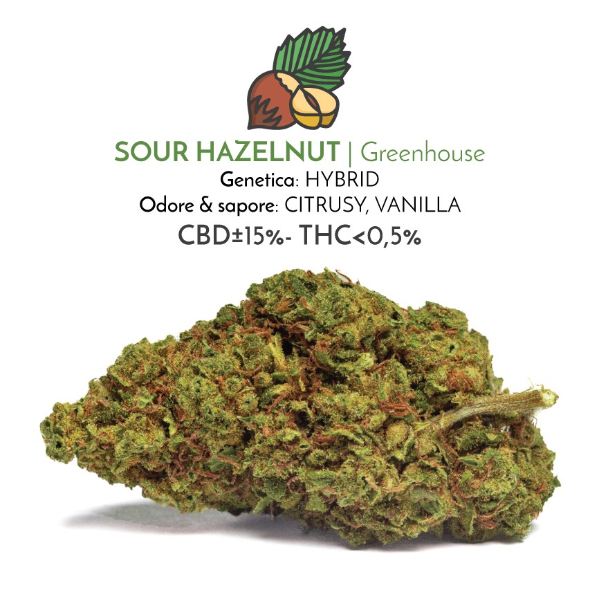 Sour Hazelnut light cannabis flowers with CBD