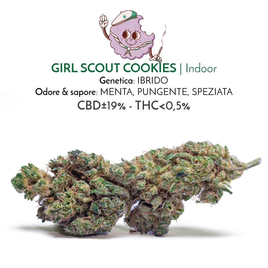 Girl Scout Cookies fiori di cannabis light con cbd